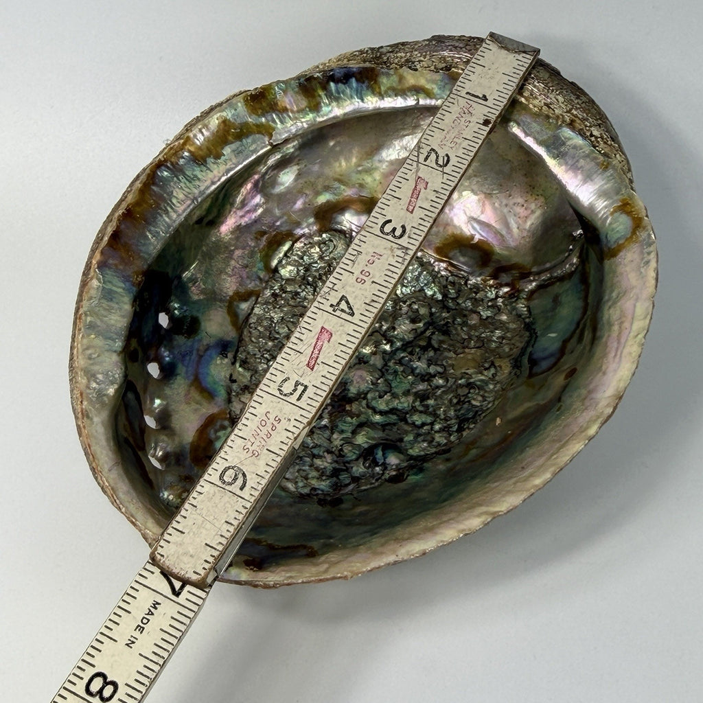 Large 7" Pink Gold Iridescent Abalone Shell Jewelry Display Incense Sage Beach