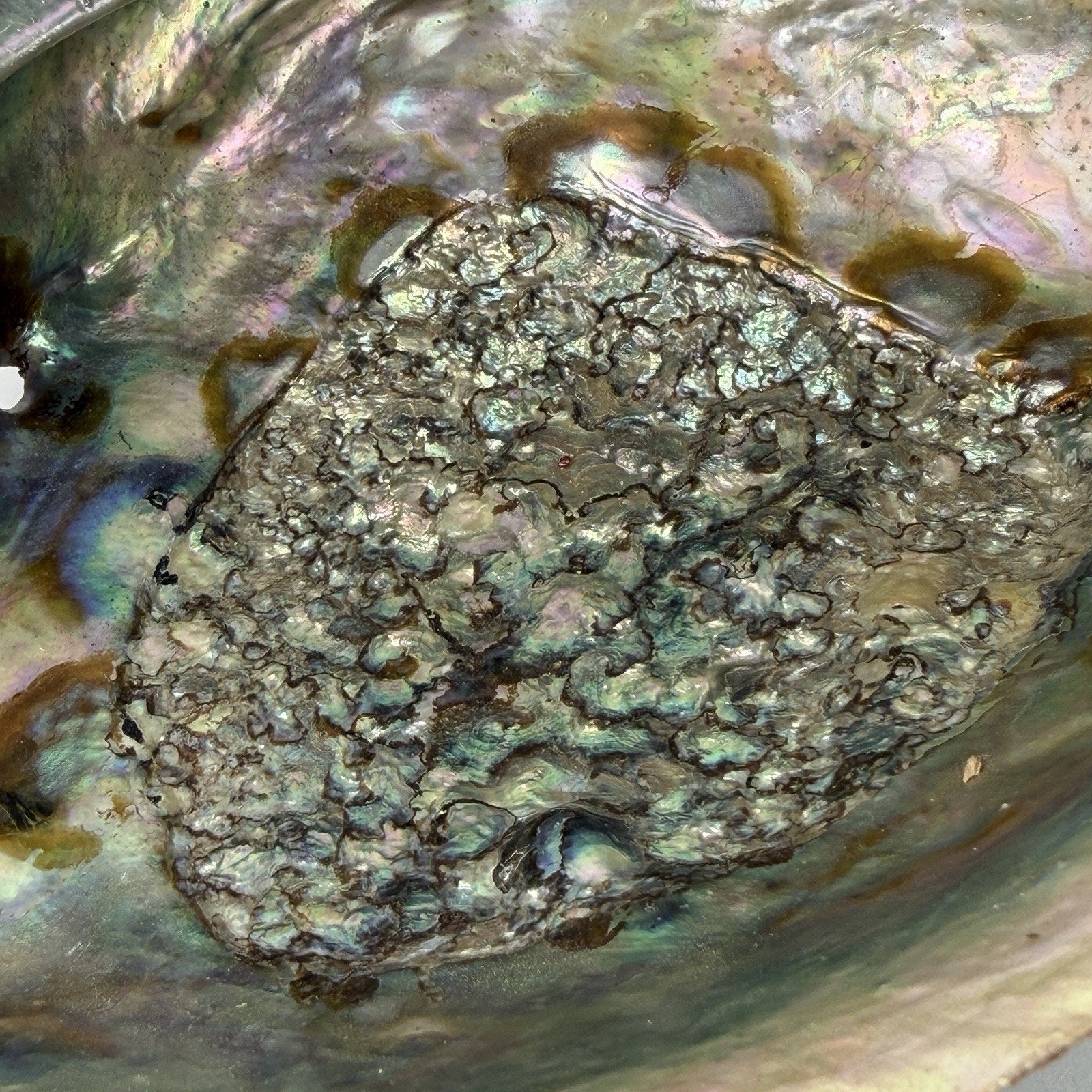 Large 7" Pink Gold Iridescent Abalone Shell Jewelry Display Incense Sage Beach