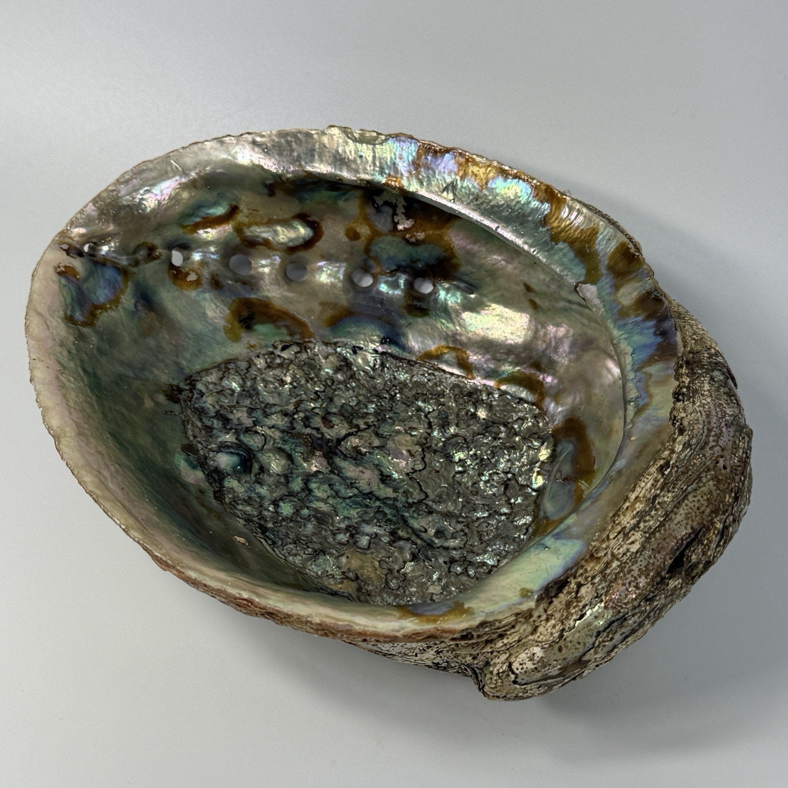 Large 7" Pink Gold Iridescent Abalone Shell Jewelry Display Incense Sage Beach