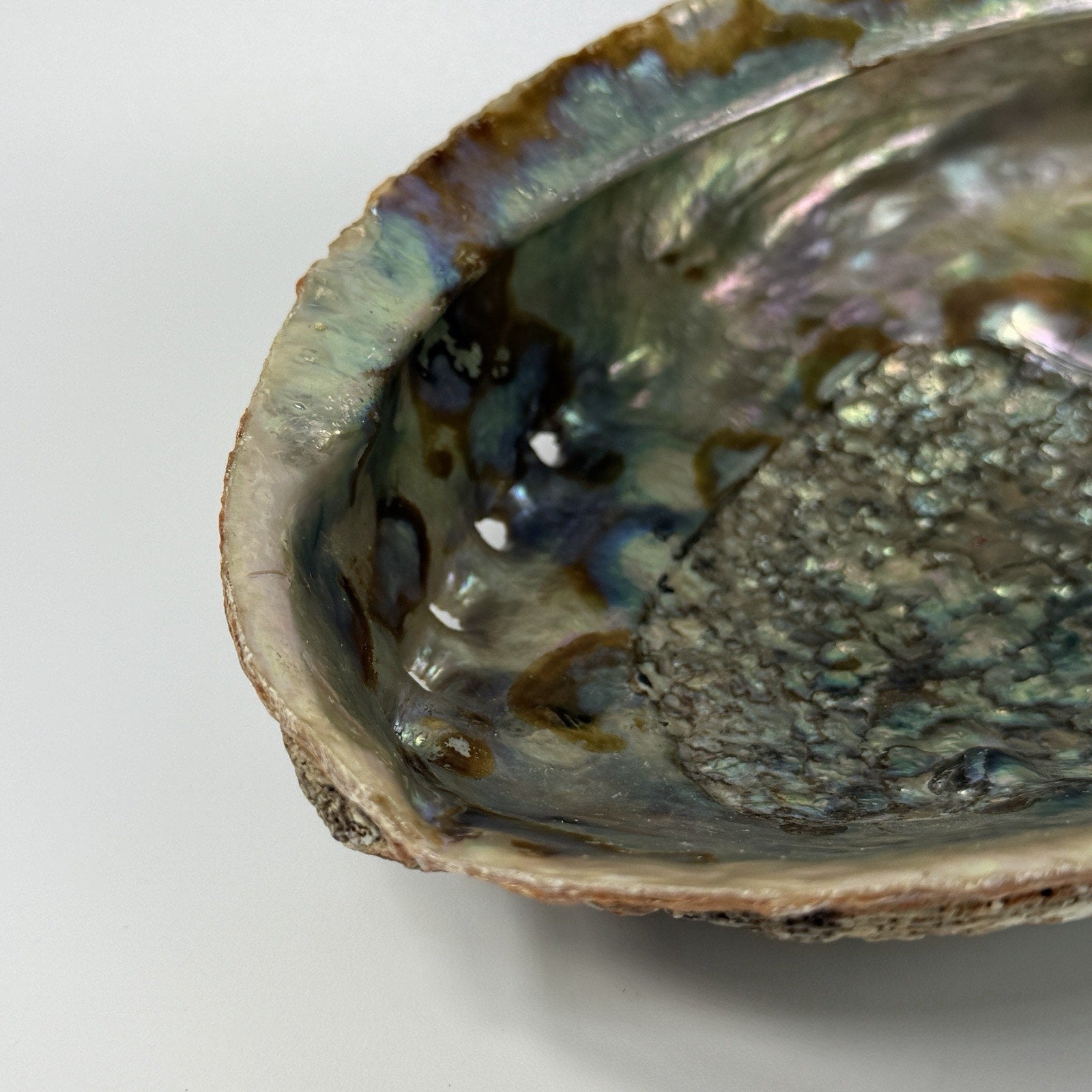 Large 7" Pink Gold Iridescent Abalone Shell Jewelry Display Incense Sage Beach