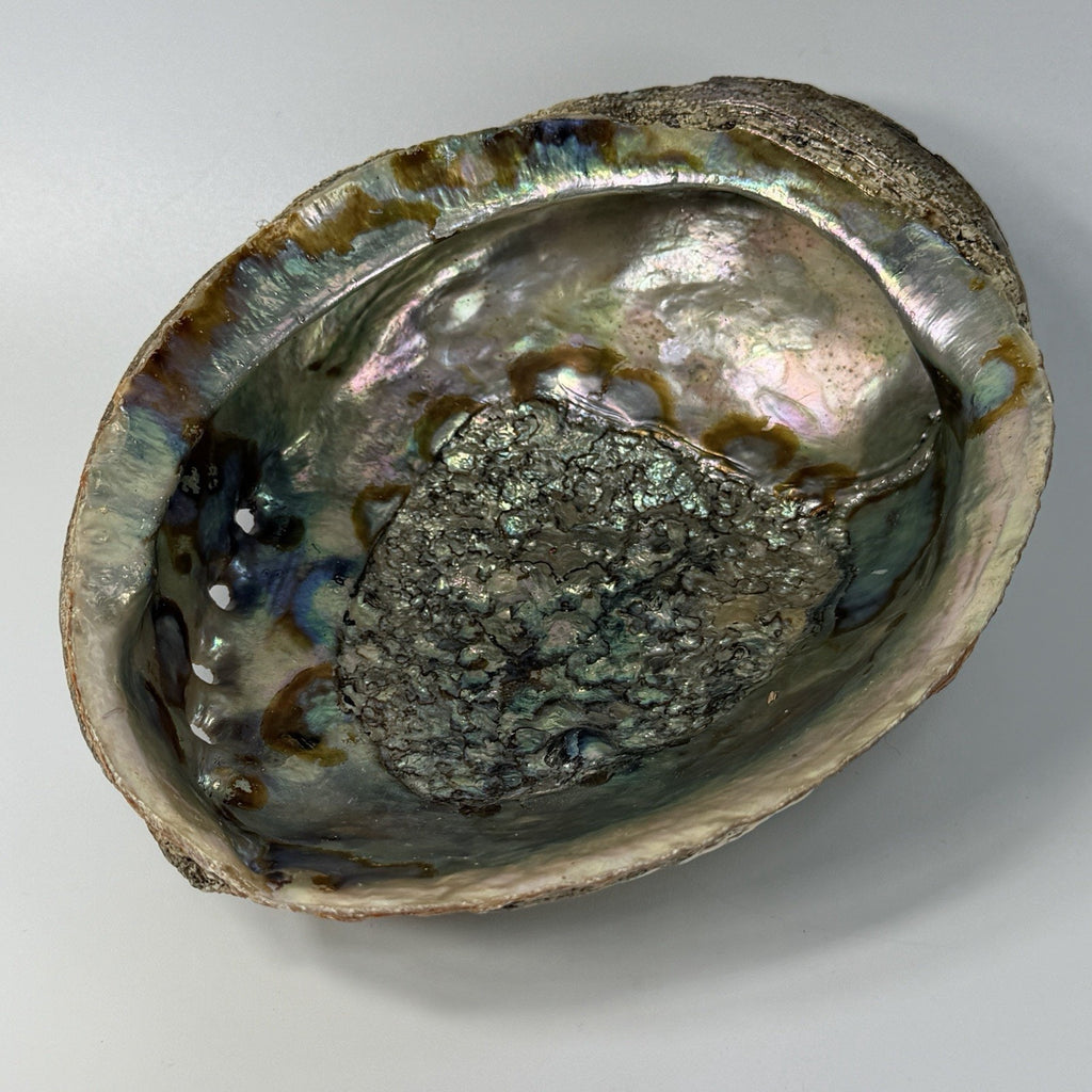 Large 7" Pink Gold Iridescent Abalone Shell Jewelry Display Incense Sage Beach